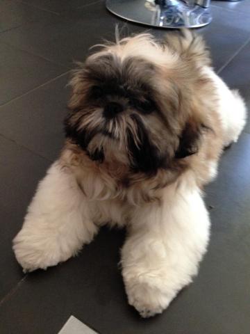 Shih tzu